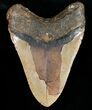 Giant Megalodon Tooth - North Carolina #11506-2